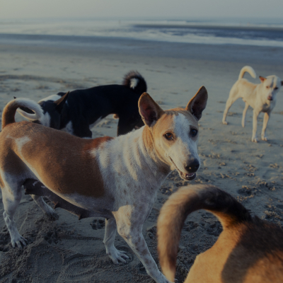 Bangladesh - November, 2025. 

Cox´s Bazar - Southeast of Bangladesh . 

In times of the interim government - Streetshots. Exact Caption on request.