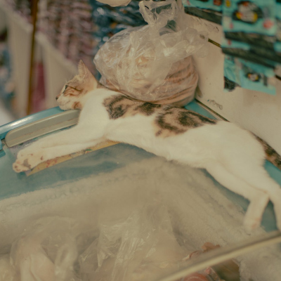 Egypt, July, 2024 - exact caption on request